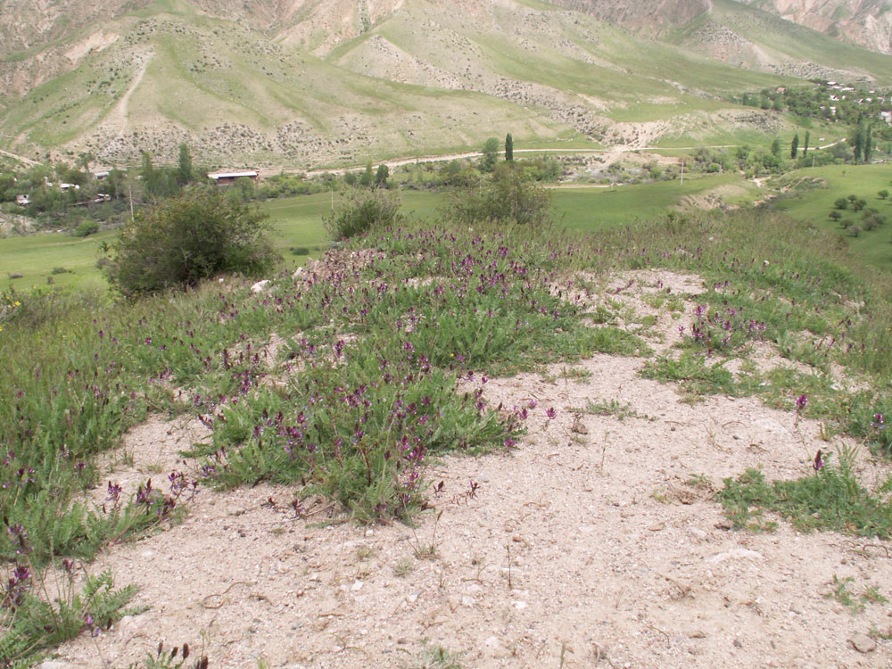 Image of Oxytropis ferganensis specimen.