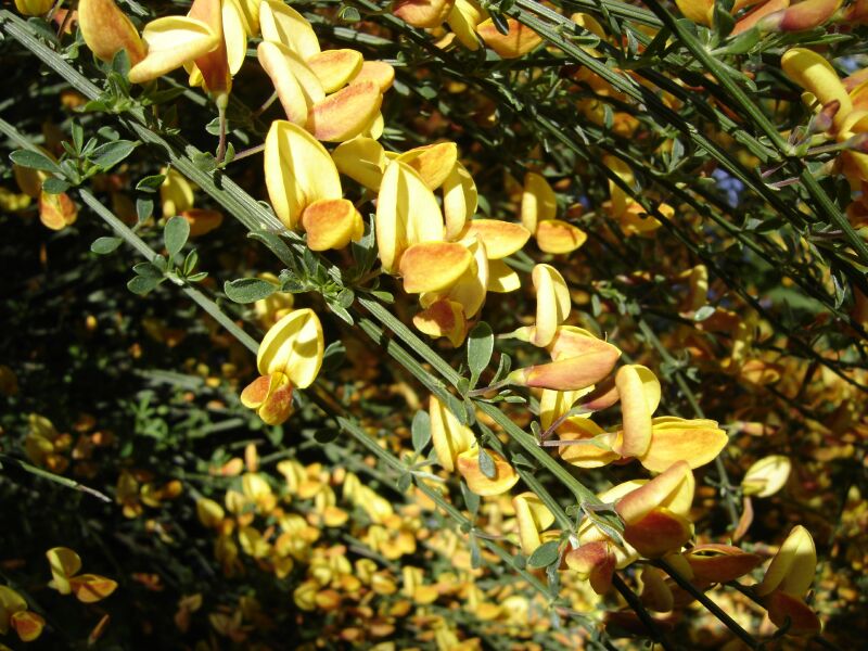 Image of Sarothamnus scoparius specimen.