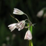 Allium oleraceum