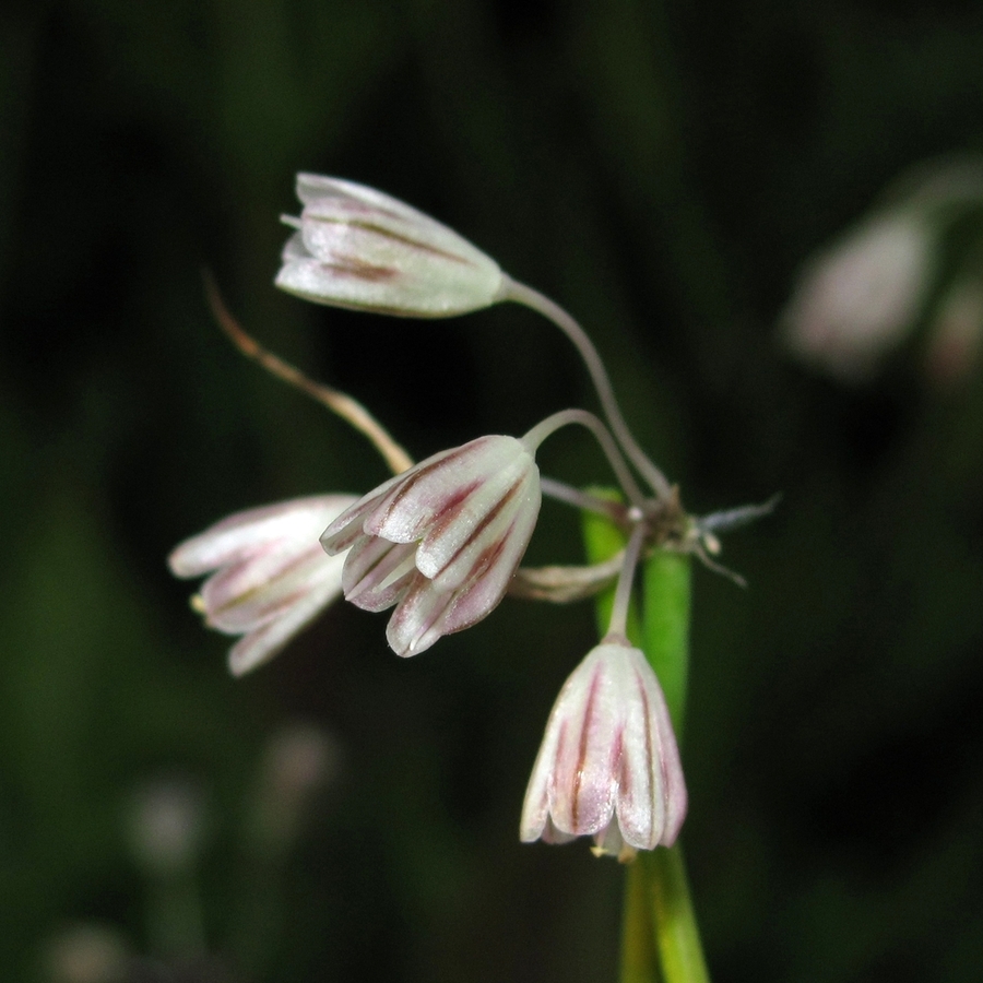 Изображение особи Allium oleraceum.