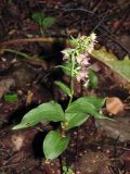 Epipactis helleborine