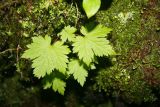 Acer tschonoskii