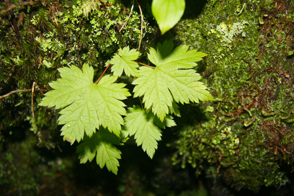 Image of Acer tschonoskii specimen.