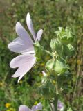 Image of taxon representative. Author is Сергей Одинец