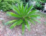 Cycas revoluta. Молодое вегетирующее растение. Хорватия, Приморье - Горски Котар, г. Опатия, дендропарк. 07.09.2012.