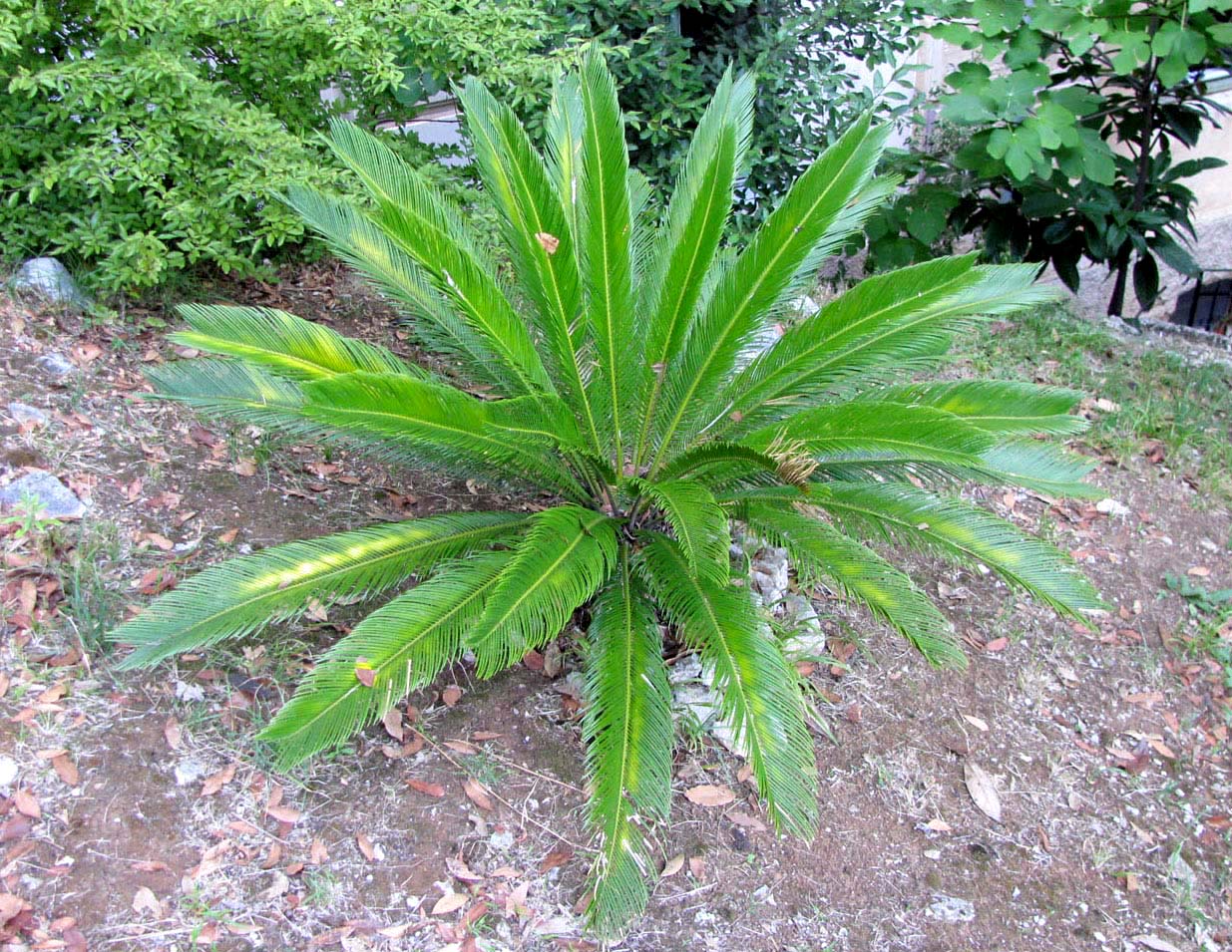 Изображение особи Cycas revoluta.