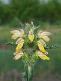 Phlomoides labiosa