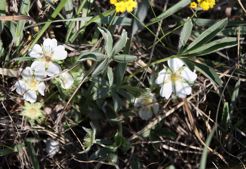 Image of Potentilla alba specimen.