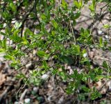 Ligustrum obtusifolium var. regelianum