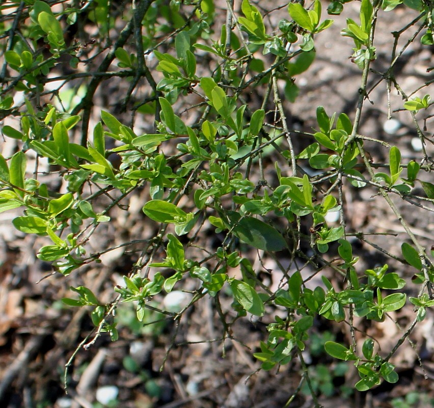Изображение особи Ligustrum obtusifolium var. regelianum.