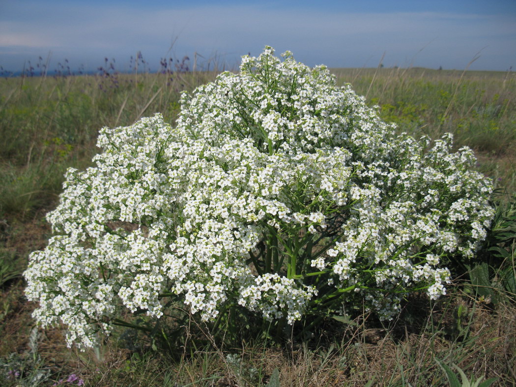 Image of Crambe aspera specimen.