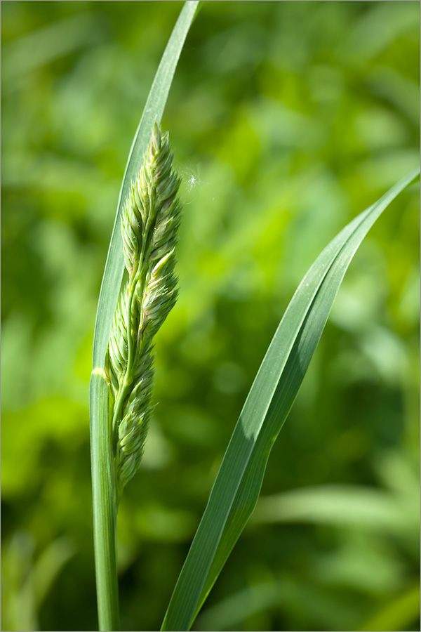 Изображение особи Dactylis glomerata.