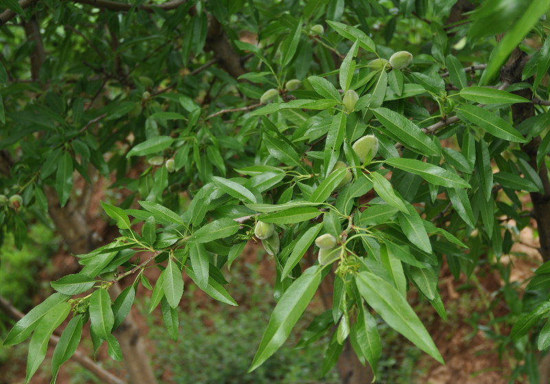 Image of Persica vulgaris specimen.