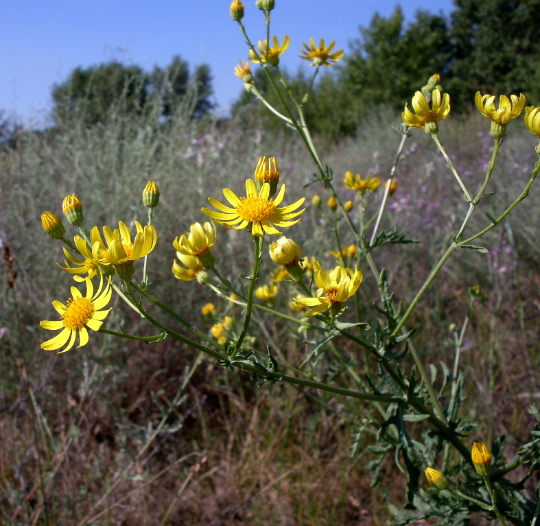 Image of Senecio borysthenicus specimen.