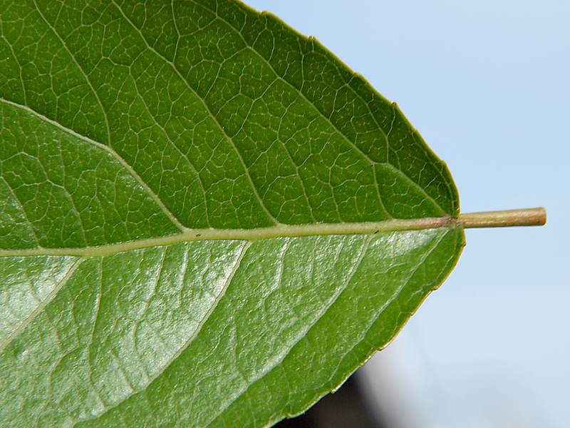 Изображение особи Populus &times; sibirica.