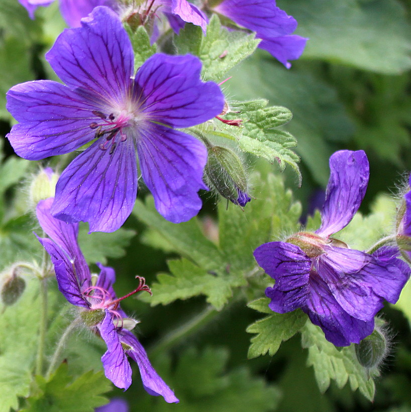 Изображение особи Geranium platypetalum.