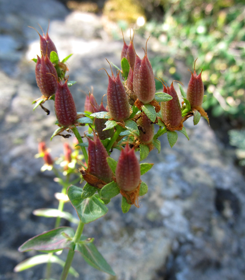 Image of Hypericum bithynicum specimen.