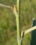 Salix caprea. Часть побега. Московская обл., Лотошинский р-н, окр. дер. Савостино. 05.07.2013.