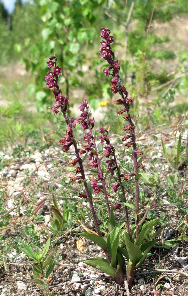 Image of Epipactis atrorubens specimen.