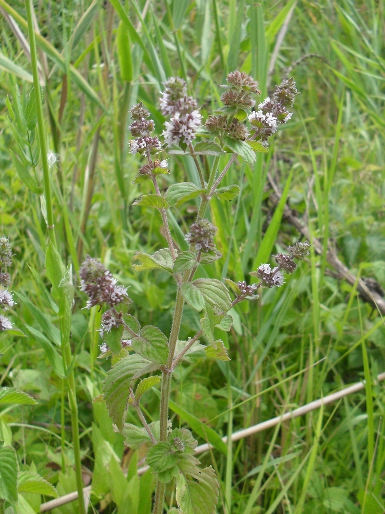 Изображение особи Mentha &times; verticillata.