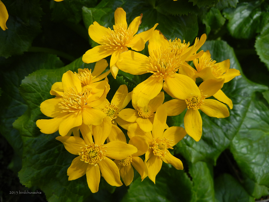 Image of Caltha fistulosa specimen.