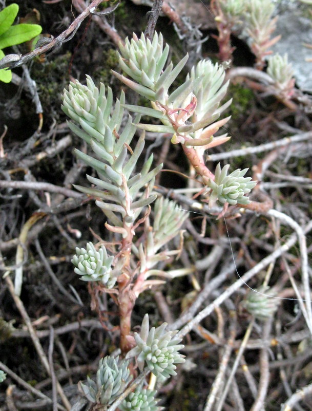 Image of Sedum reflexum specimen.