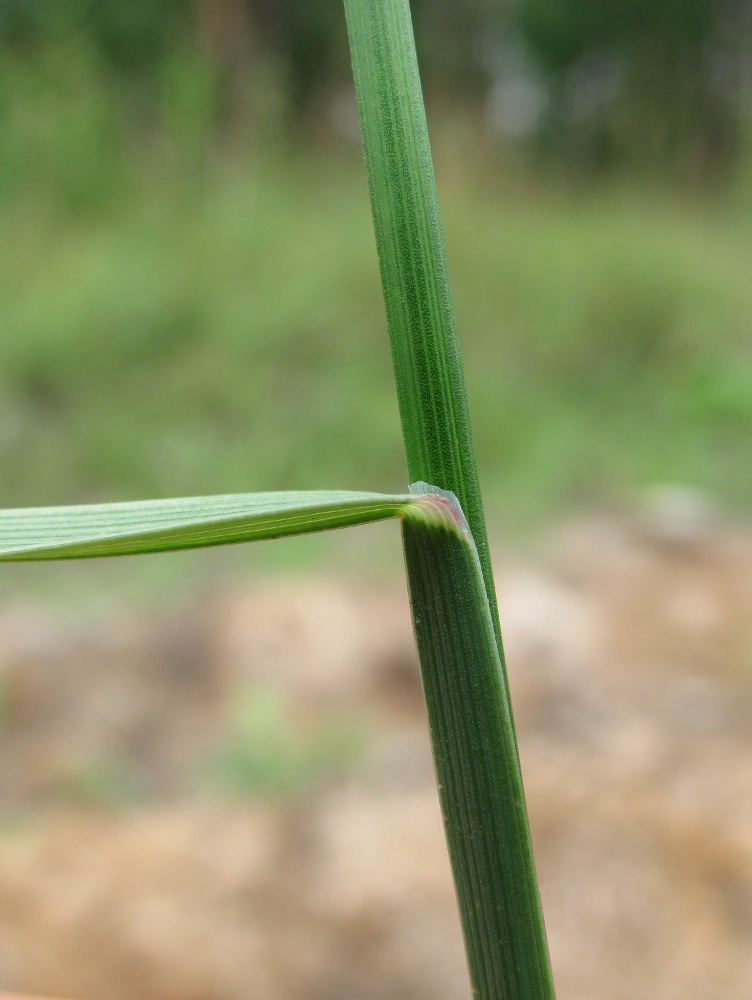 Image of Poa compressa specimen.