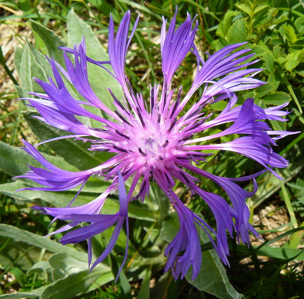 Image of Centaurea fuscomarginata specimen.