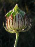 Hibiscus trionum. Бутон. Краснодарский край, окр. г. Крымск, обочина грунтовой дороги. 21.08.2013.