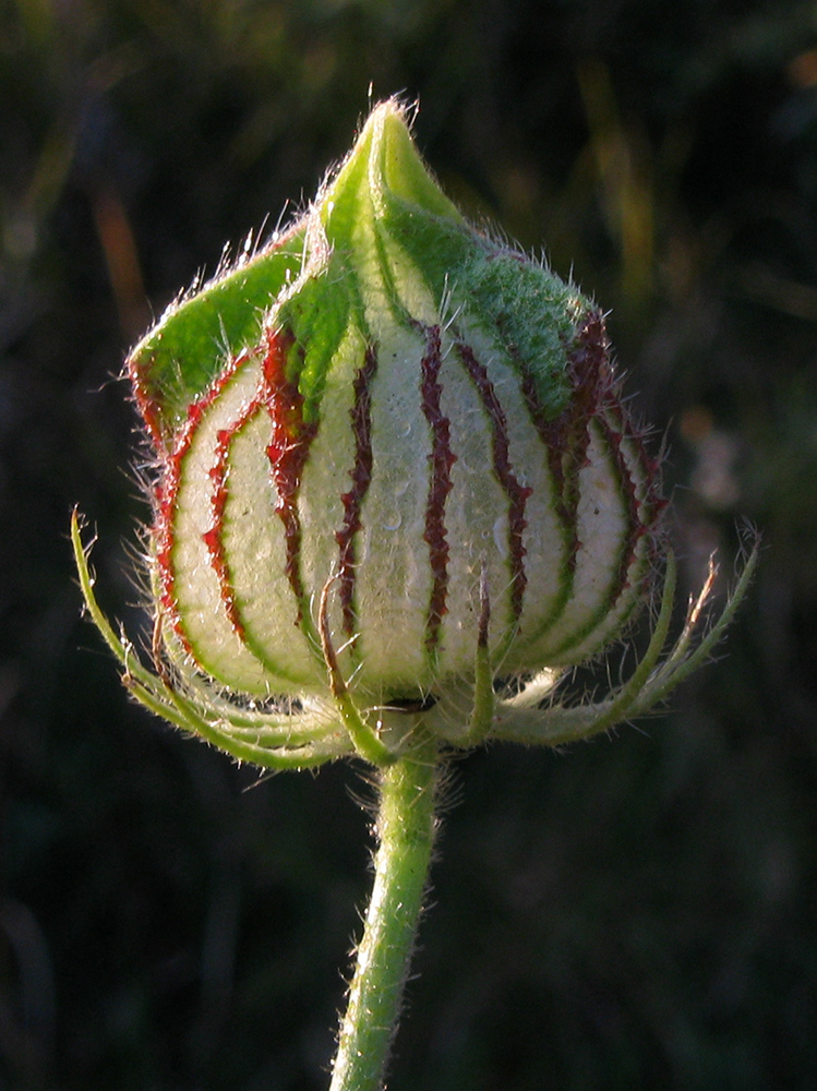 Image of Hibiscus trionum specimen.