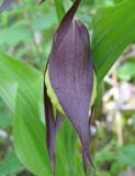 Cypripedium calceolus. Распускающийся цветок. Костромская обл., Кологривский район, заповедник \"Кологривский лес\", минератрофное болото в пойме р. Вонюх. 6 июня 2013 г.