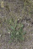 Silene borysthenica