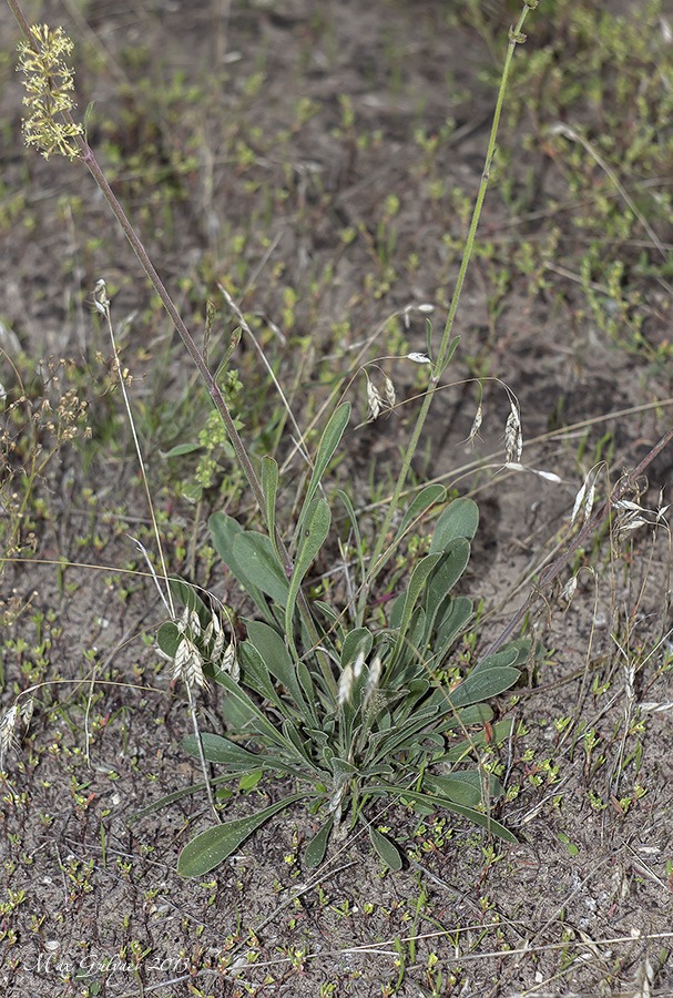 Image of Silene borysthenica specimen.