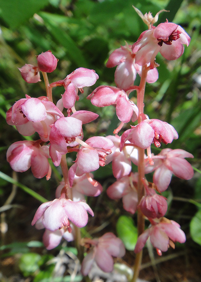 Изображение особи Pyrola incarnata.