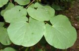 Cercis siliquastrum. Листья. Крым, Симферополь, в городском озеленении. 13.06.2013.