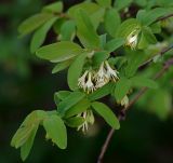 Lonicera edulis. Ветвь с соцветиями. Московская обл., Раменский р-н, окр. дер. Хрипань, садовый участок. 13.05.2013.