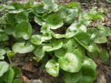 Asarum europaeum