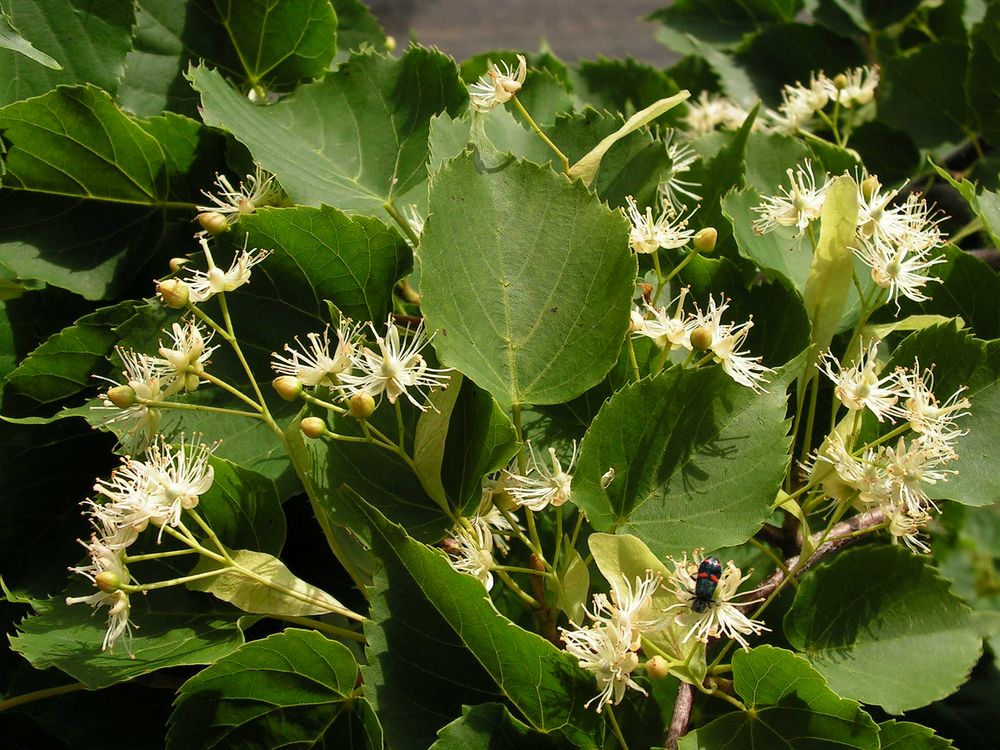 Image of Tilia amurensis specimen.