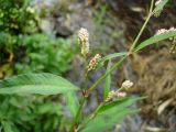 Persicaria lapathifolia