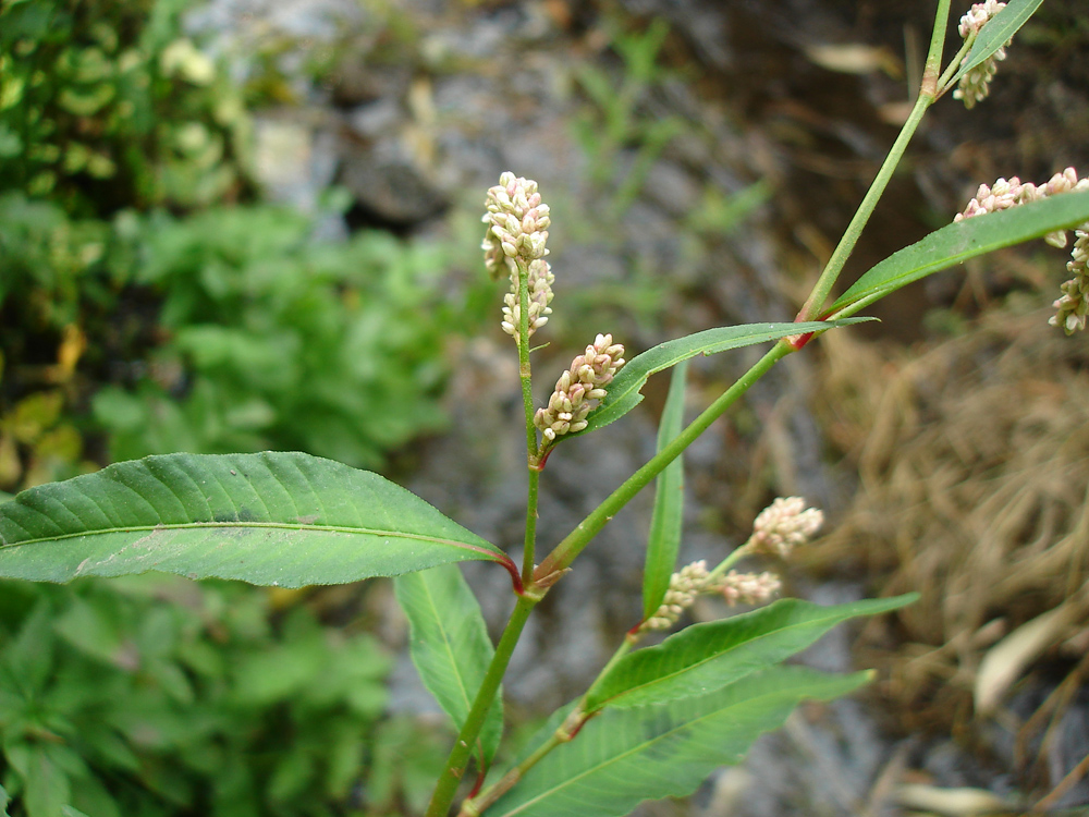 Image of Persicaria lapathifolia specimen.