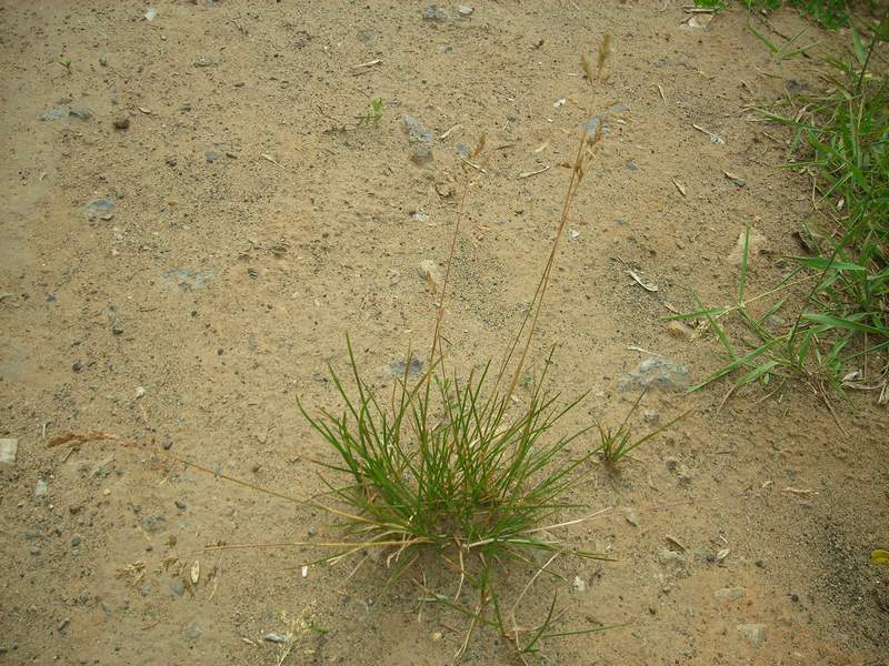 Image of Poa pratensis specimen.