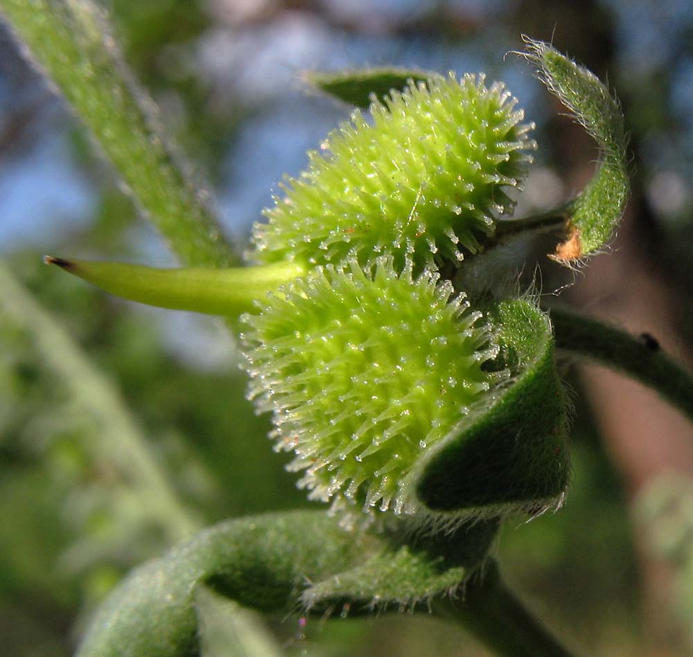 Изображение особи Cynoglossum officinale.