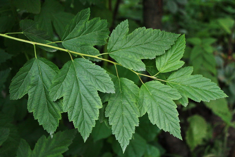 Изображение особи Physocarpus opulifolius.