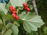 Crataegus dahurica