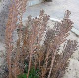 Kalanchoe tubiflora. Вегетирующие растения. Израиль, г. Беэр-Шева, городское озеленение. 14.02.2014.