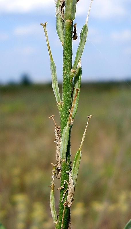 Image of Syrenia cana specimen.