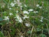 Coptis trifolia