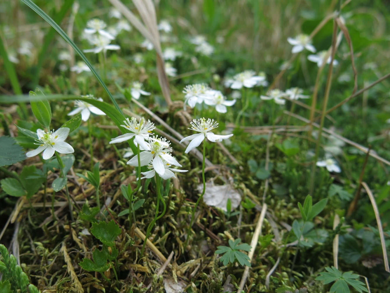 Image of Coptis trifolia specimen.
