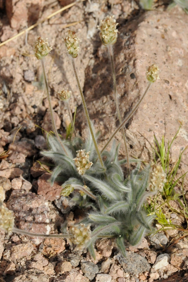 Изображение особи Plantago ovata.