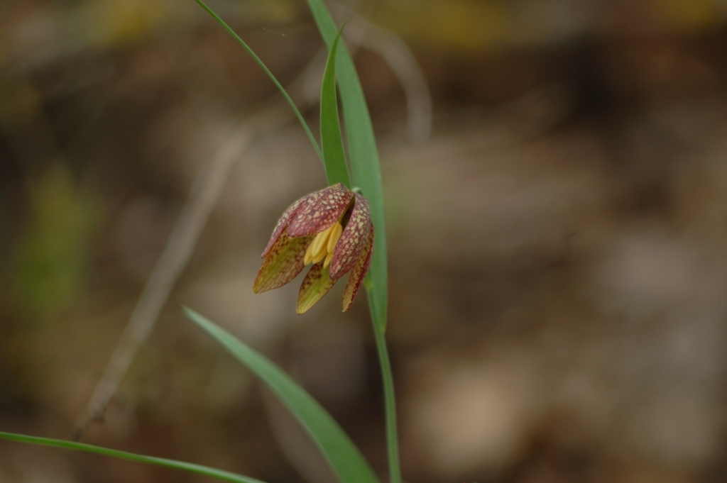Image of Fritillaria montana specimen.